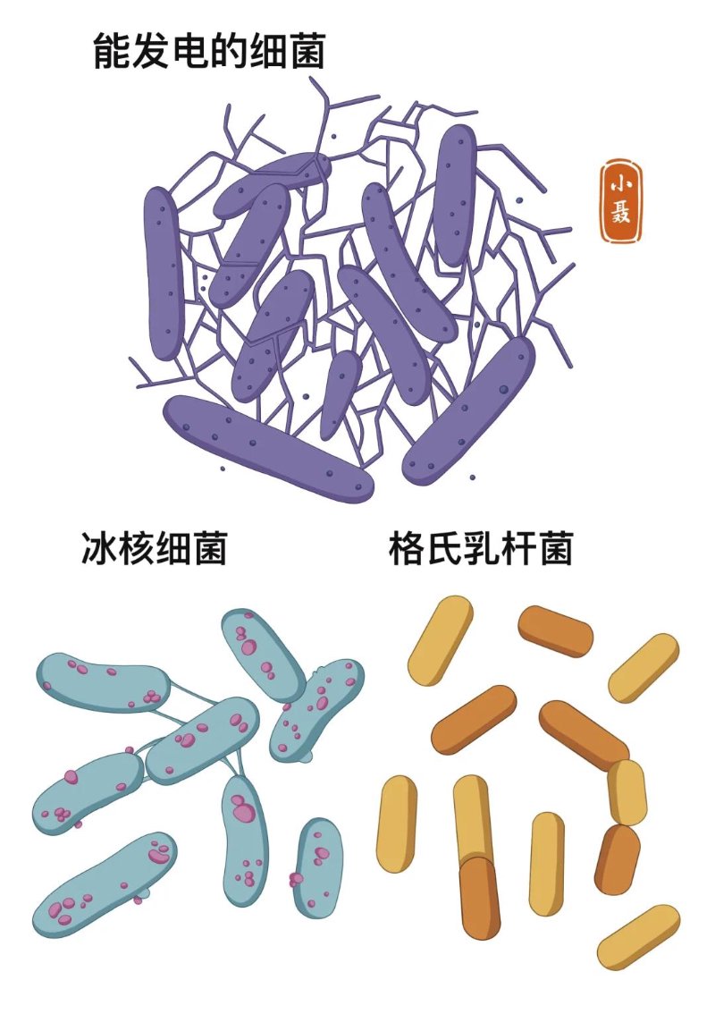 微生物菌种